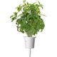 Click And Grow Click & Grow Smart Garden ανταλλακτικό Thai Basil 3 τεμ.