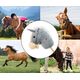 Milly Mally Hobby Koń na Kiju Grey