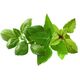 Click And Grow Click And Grow Click & Grow Κάψουλα Φυτού Μείγμα Ποικιλίας Βασιλικού 9 τεμ