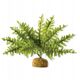 Hagen HAG.ROSL.D/TERRAR.BOSTON GERN 22CM 2990 - 58780 1652795 15561229906