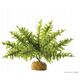 Hagen HAG.ROSL.D/TERRAR.BOSTON GERN 22CM 2990 - 58780 1652795 15561229906