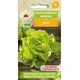 TORAF SAŁATA MASŁOWA LENTO LACTUCA SATIVA L. [1 G]