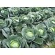 TORAF ΛΑΧΑΝΟ ΛΕΥΚΟ ΣΛΑΒΑ Ζ ΓΚΟΟΥΕΜΠΙΕΒΑ BRASSICA OLERACEA L. [2 G]