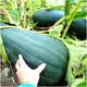 ΚΟΛΟΚΥΘΑΚΙ LUNGA DI NAPOLI CUCURBITA MOSCHATA [4 G] TORAF