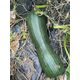 ΚΟΛΟΚΥΘΑΚΙ LUNGA DI NAPOLI CUCURBITA MOSCHATA [4 G] TORAF