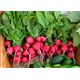 ΡΑΠΑΝΑΚΙ CHERRY BELLE RAPHANUS SATIVUS [10 G]