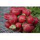 ΡΑΠΑΝΑΚΙ CHERRY BELLE RAPHANUS SATIVUS [10 G]