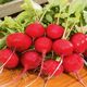 ΡΑΠΑΝΑΚΙ CHERRY BELLE RAPHANUS SATIVUS [10 G]