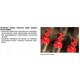 Frez 20-16008P 8XX8X70X8,0 60˚