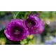 Φακός Venus Optics Laowa CA-Dreamer 100 mm f/2,8 Macro 2:1 για Canon EF - χειροκίνητο διάφραγμα