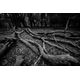 Φακός Venus Optics Laowa CF 8-16 mm f/3,5-5 C-Dreamer για Sony E