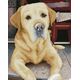 DIAMOND DOTZ Διαμαντένιο κέντημα Diamond Dotz Diamond μωσαϊκό Labrador King 48x58cm DQ10027 13914747 4895225926312