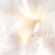 GUERLAIN_Orchidee Imperiale Brightening The Radiance serum pod oczy 14ml