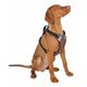 Harness 50-62 cm 81020