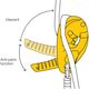 Przyrząd Zjazdowy Petzl ID S YELLOW