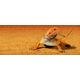 Exo Terra Exo Terra Sand Mat, Sand mat M, 58 x 43 cm 12313674 15561225632