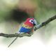 EUGY 3D Cardboard Model Kit - Parrot