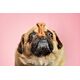 CALIBRA DOG premium puppy&junior 12kg