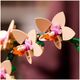 Μικρή ορχιδέα (10343)
